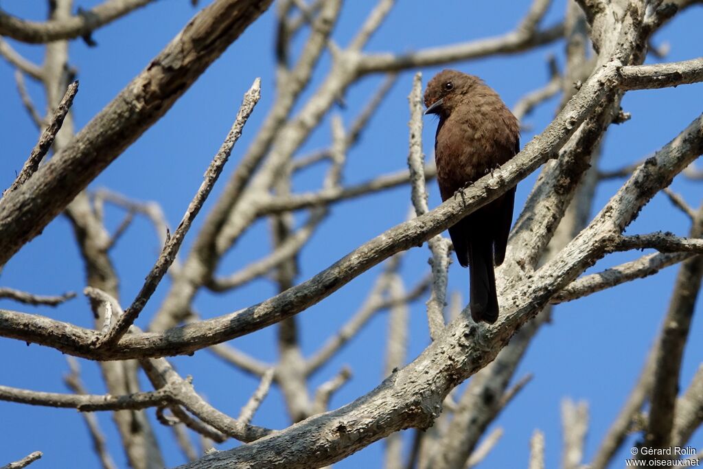 Moucherolle vermillon