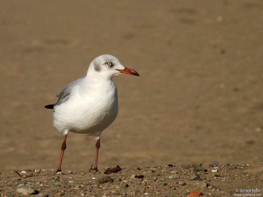 Mouette à tête grise