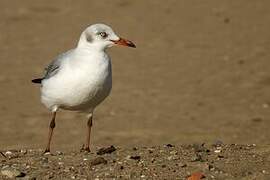 Grey-headed Gull