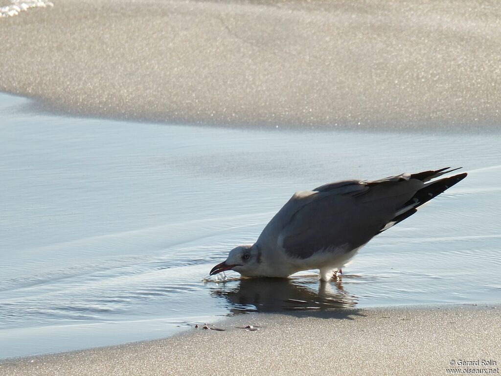 Grey-headed Gull