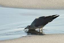 Mouette à tête grise