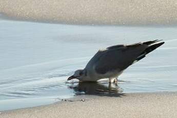 Mouette à tête grise