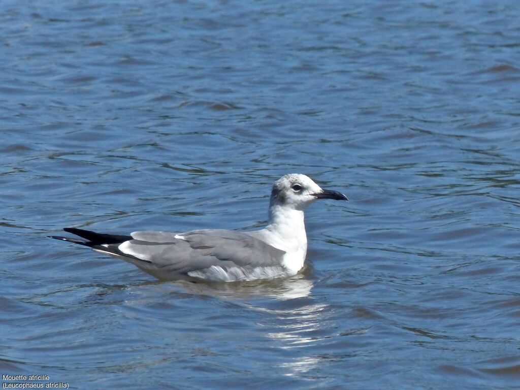 Laughing Gull