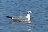 Mouette atricille