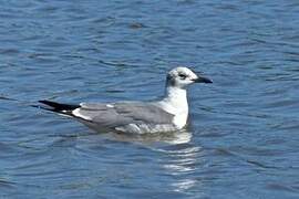 Laughing Gull