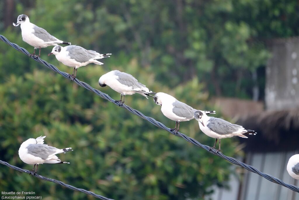 Franklin's Gull