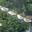 Mouette de Franklin