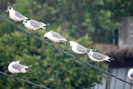 Franklin's Gull