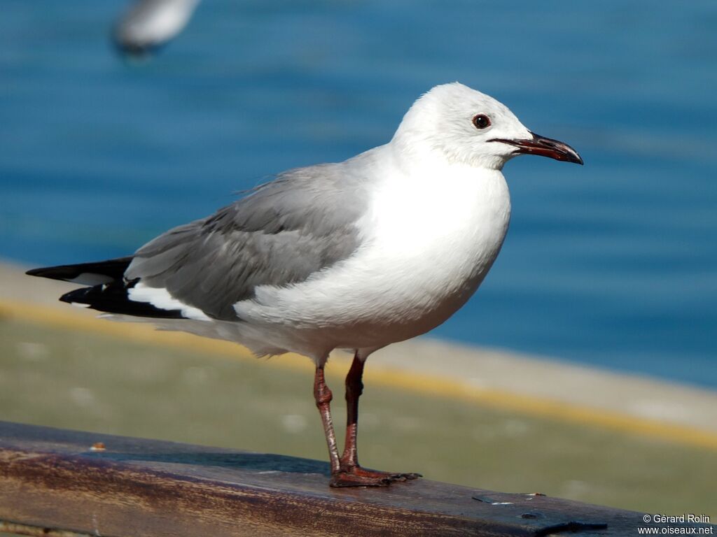 Mouette de Hartlaub