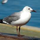 Mouette de Hartlaub