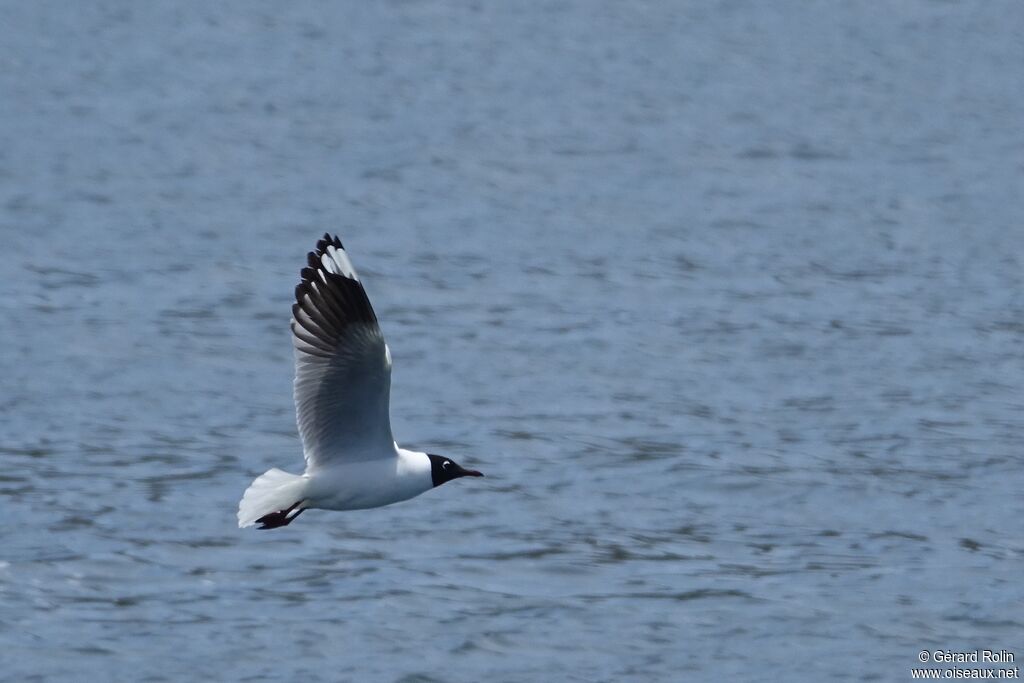 Mouette des Andes