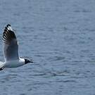 Mouette des Andes