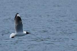 Mouette des Andes