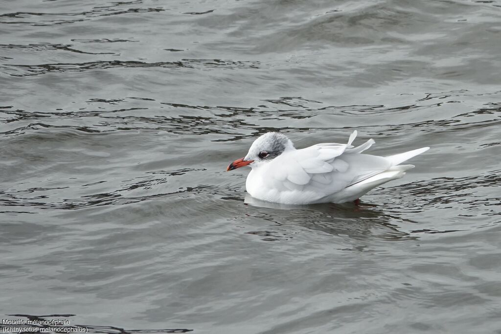 Mediterranean Gulladult post breeding