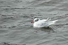 Mouette mélanocéphale