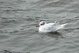 Mediterranean Gull