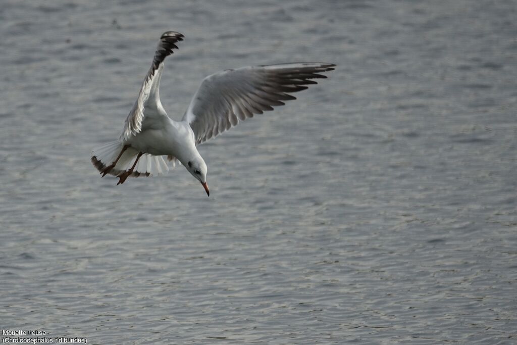 Black-headed Gull