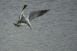 Mouette rieuse