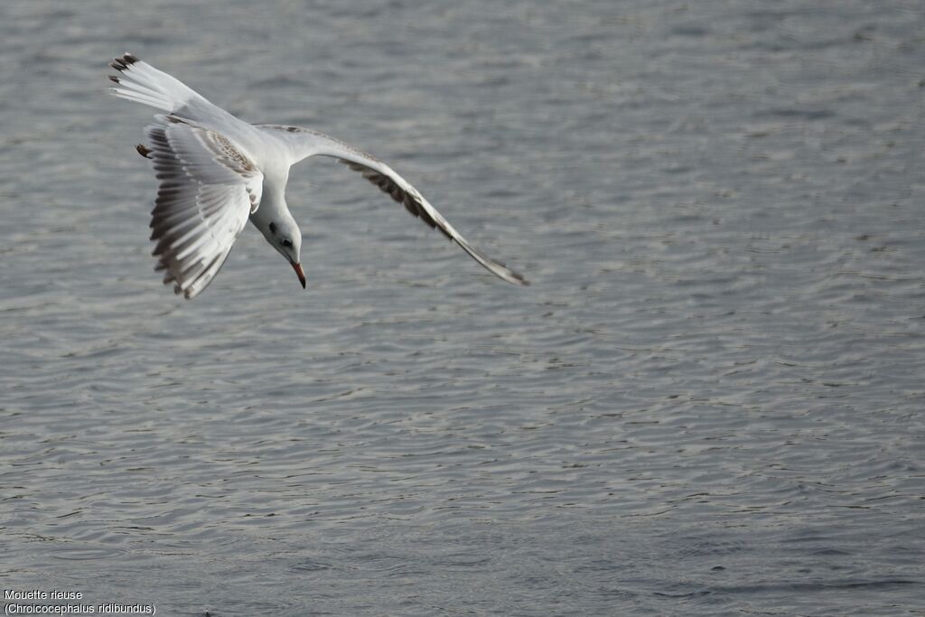 Mouette rieuse