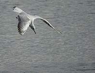 Mouette rieuse