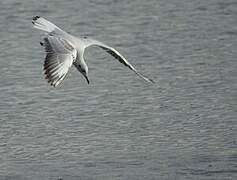 Black-headed Gull