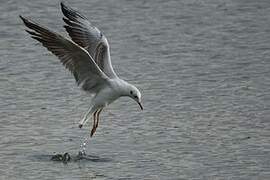 Mouette rieuse