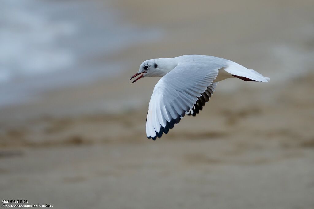 Mouette rieuse