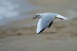 Black-headed Gull