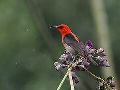 Sulawesi Myzomela