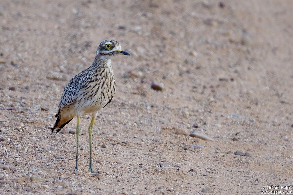 Spotted Thick-knee