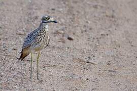 Spotted Thick-knee