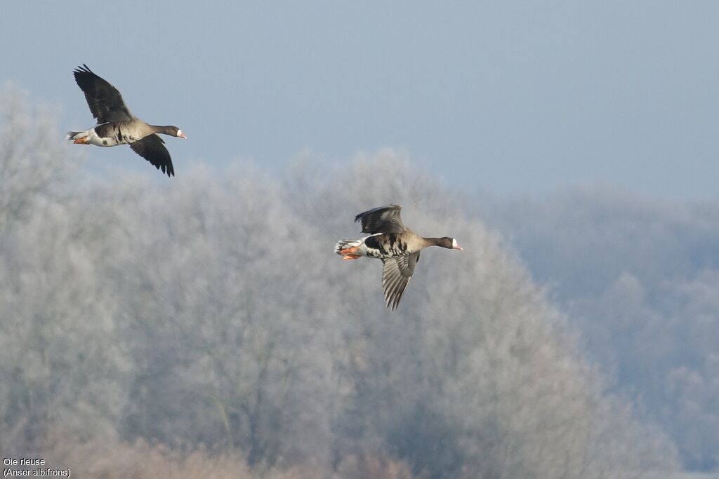 Greater White-fronted Goose