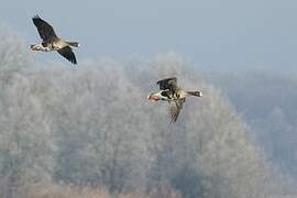 Greater White-fronted Goose