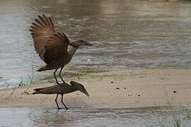 Hamerkop