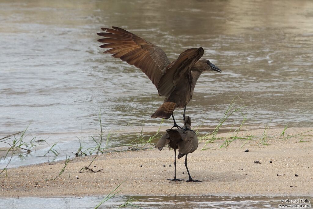 Hamerkop