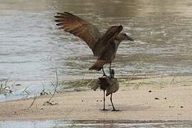 Hamerkop