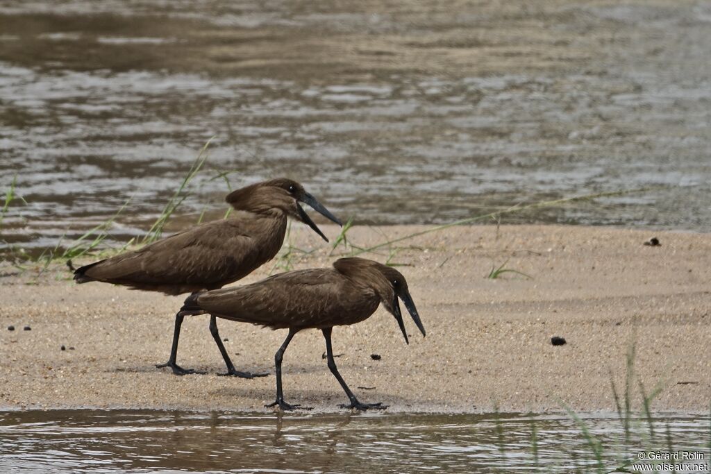 Hamerkop