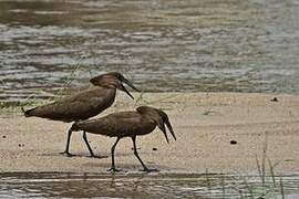 Hamerkop