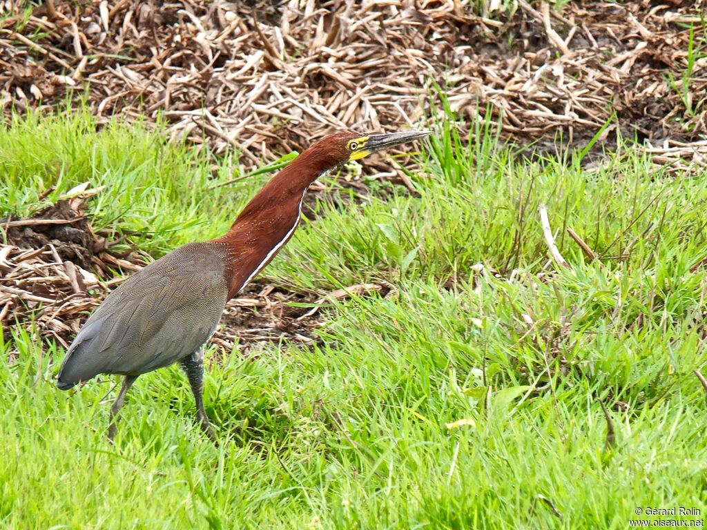 Rufescent Tiger Heron