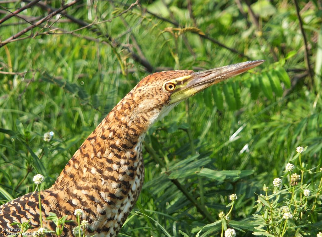 Rufescent Tiger Heronjuvenile