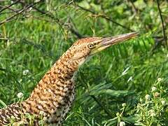 Rufescent Tiger Heron