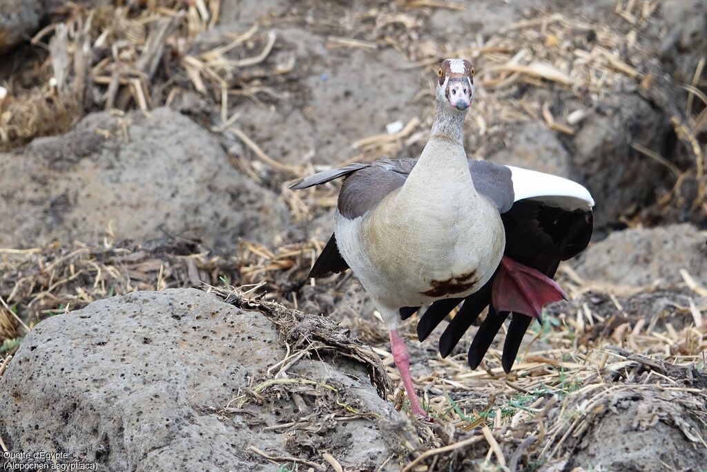 Egyptian Goose