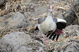 Egyptian Goose