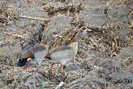 Egyptian Goose