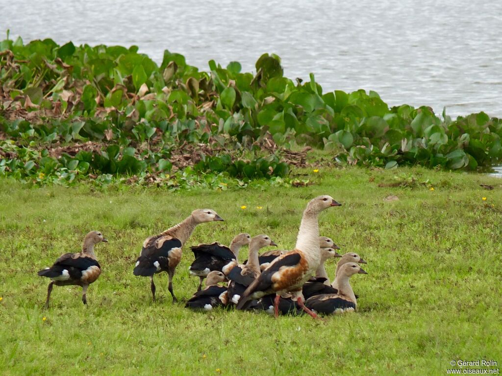 Orinoco Goose