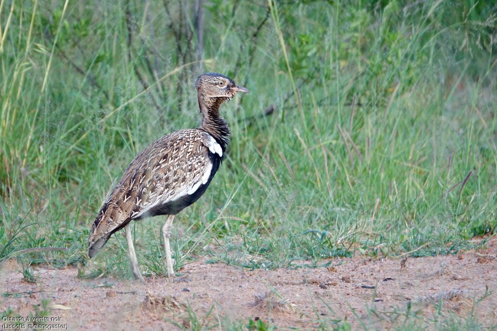 Black-bellied Bustard