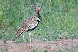 Black-bellied Bustard