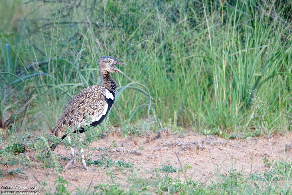 Black-bellied Bustard