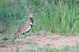 Black-bellied Bustard