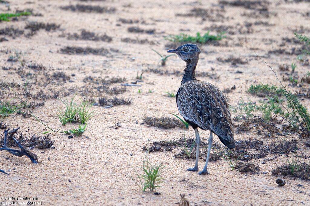 Black-bellied Bustard